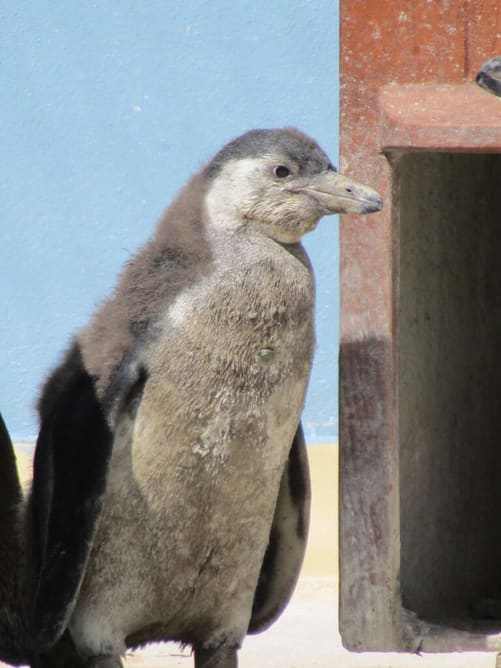 New Penguins at Paultons Park